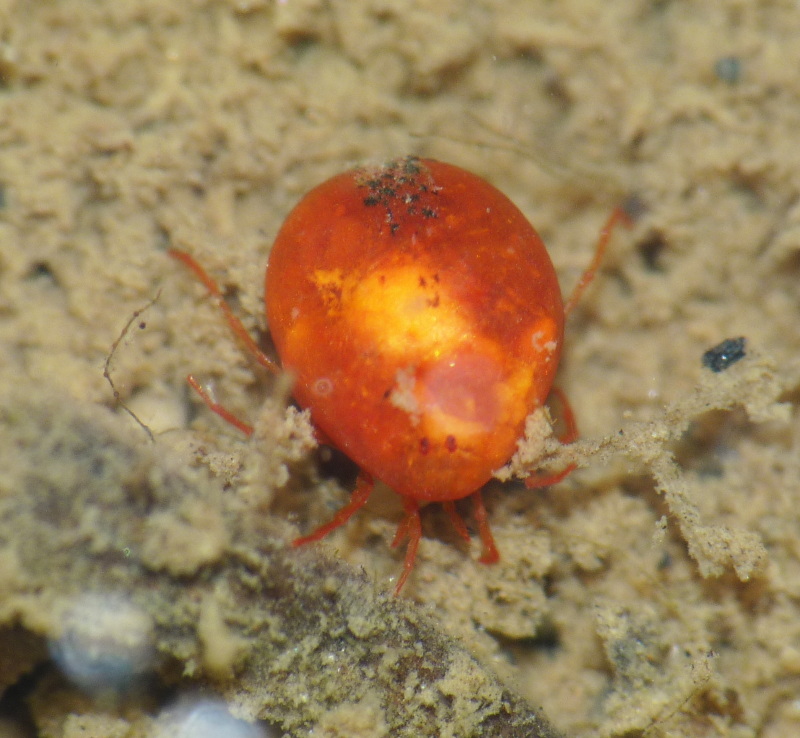 Acaro acquatico